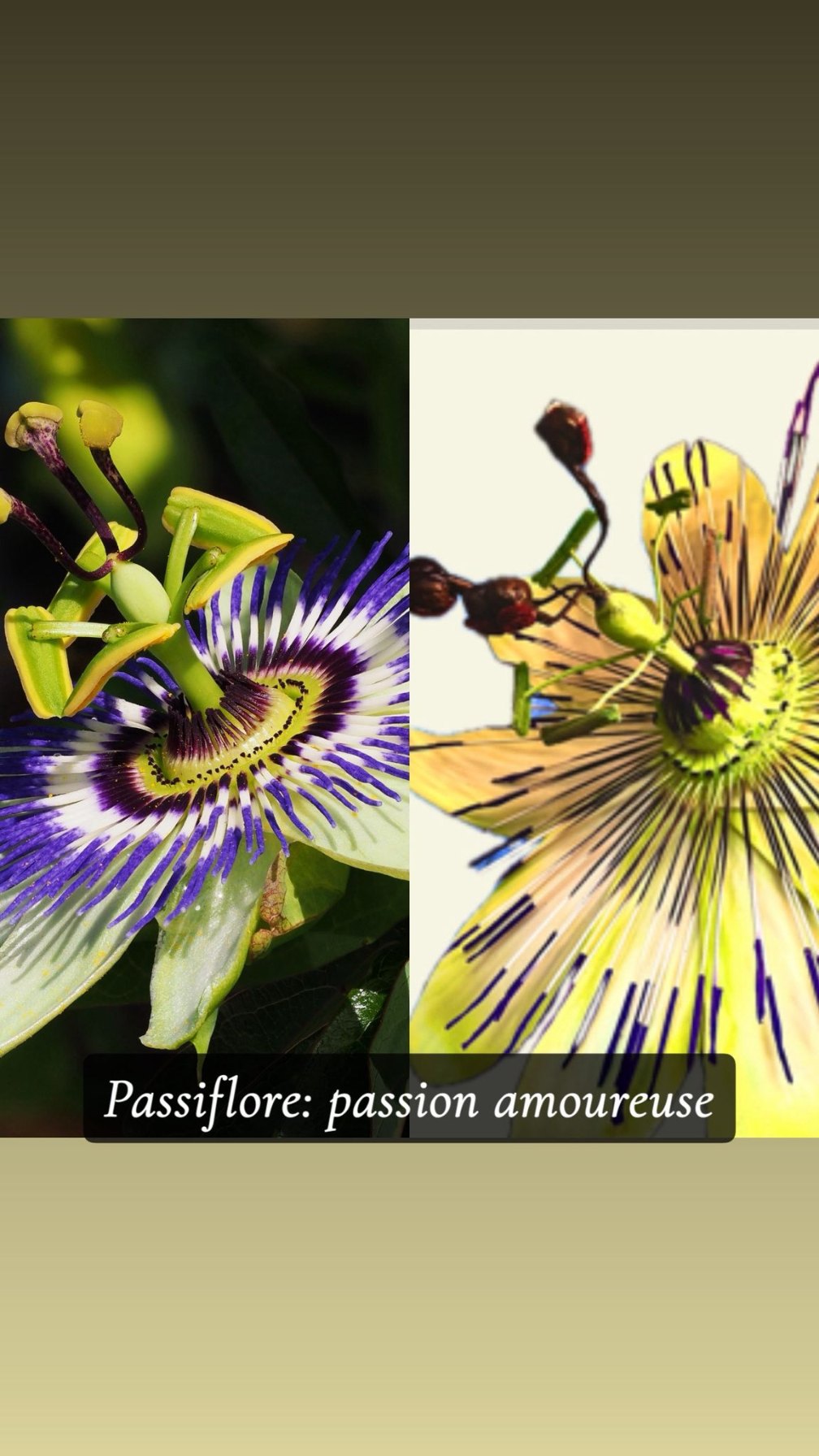 Réalisation florale 12