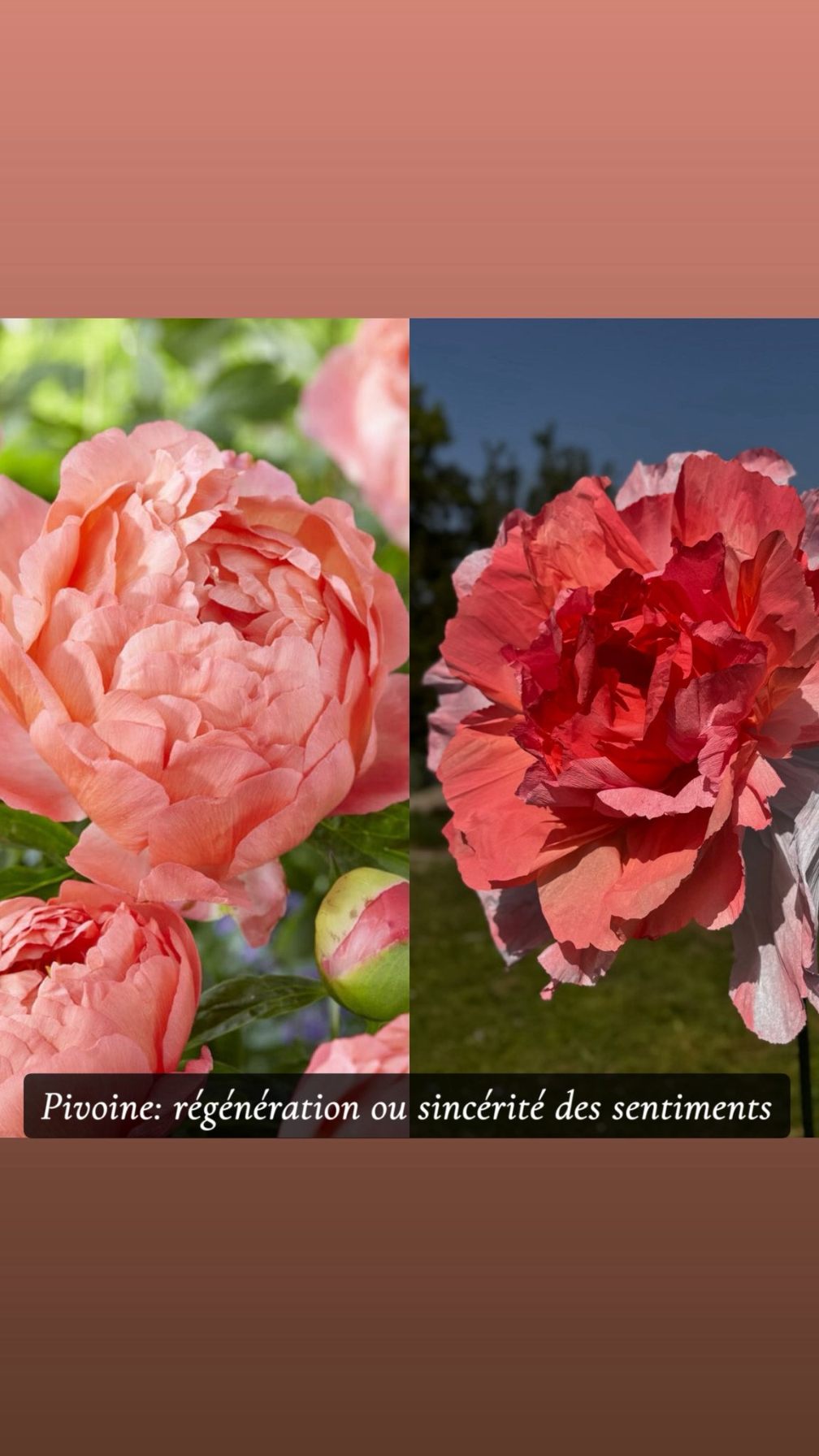 Pivoine rose, visuel de la collection
